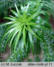 Cunninghamia lanceolata (kaningamia chińska)