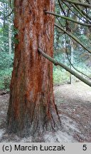 Sequoiadendron giganteum (mamutowiec olbrzymi)