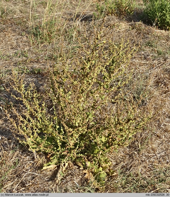 Verbascum sinuatum (dziewanna zatokowata)