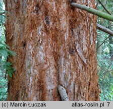 Sequoiadendron giganteum (mamutowiec olbrzymi)