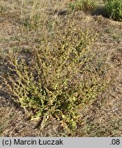 Verbascum sinuatum (dziewanna zatokowata)