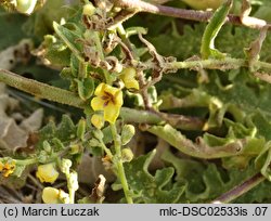 Verbascum sinuatum (dziewanna zatokowata)