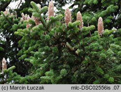 Abies cephalonica (jodła grecka)