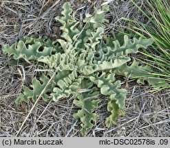 Verbascum sinuatum (dziewanna zatokowata)