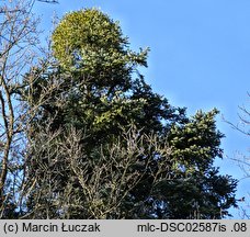 Viscum album ssp. abietis (jemioła pospolita jodłowa)