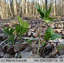 Dentaria enneaphyllos (żywiec dziewięciolistny)