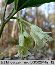 Dentaria enneaphyllos (żywiec dziewięciolistny)