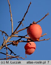 Diospyros kaki (hurma wschodnia)