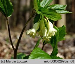 Dentaria enneaphyllos (żywiec dziewięciolistny)