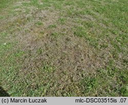 Draba verna (wiosnówka pospolita)