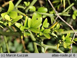 Citrus trifoliata (pomarańcza trójlistkowa)