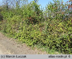 Citrus trifoliata (pomarańcza trójlistkowa)