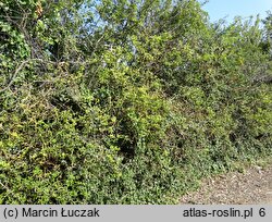 Citrus trifoliata (pomarańcza trójlistkowa)