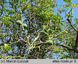 Citrus trifoliata (pomarańcza trójlistkowa)