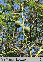 Citrus trifoliata (pomarańcza trójlistkowa)