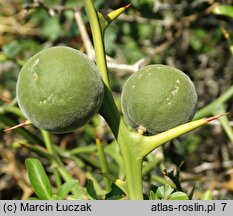 Citrus trifoliata (pomarańcza trójlistkowa)