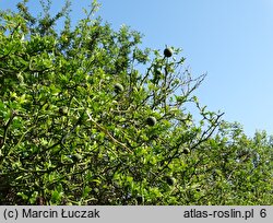 Citrus trifoliata (pomarańcza trójlistkowa)