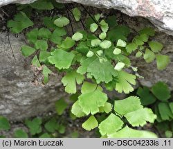 Adiantum capillus-veneris (niekropień delikatny)