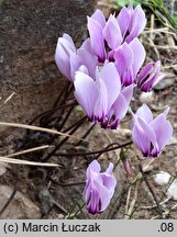 Cyclamen hederifolium (cyklamen bluszczolistny)