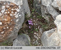 Cyclamen hederifolium (cyklamen bluszczolistny)