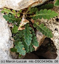 Asplenium ceterach (zanokcica śledzionka)