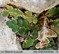 Asplenium ceterach (zanokcica śledzionka)