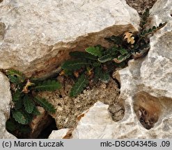 Asplenium ceterach (zanokcica śledzionka)