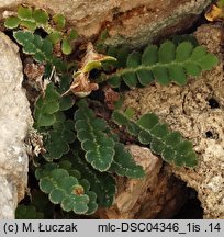 Asplenium ceterach (zanokcica śledzionka)