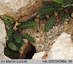 Asplenium ceterach (zanokcica śledzionka)