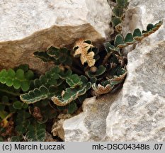 Asplenium ceterach (zanokcica śledzionka)