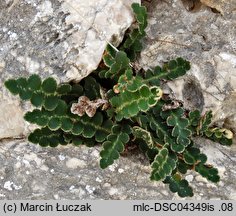 Asplenium ceterach (zanokcica śledzionka)