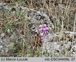 Cyclamen hederifolium (cyklamen bluszczolistny)