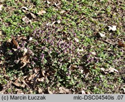 Lamium purpureum (jasnota purpurowa)