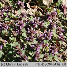 Lamium purpureum (jasnota purpurowa)