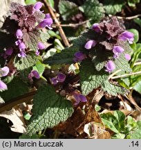 Lamium purpureum (jasnota purpurowa)