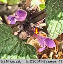 Lamium purpureum (jasnota purpurowa)