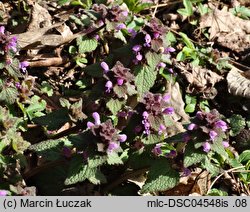 Lamium purpureum (jasnota purpurowa)