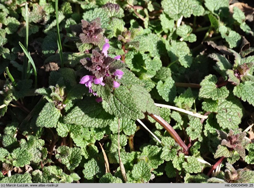 Lamium purpureum (jasnota purpurowa)