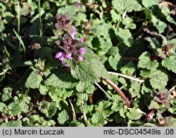 Lamium purpureum (jasnota purpurowa)