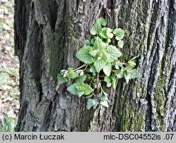 Lamium purpureum (jasnota purpurowa)