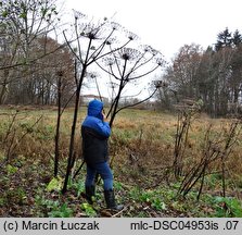 Heracleum sosnowskyi (barszcz Sosnowskiego)