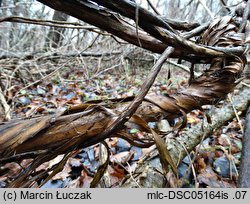 Lonicera periclymenum (wiciokrzew pomorski)