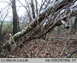 Lonicera periclymenum (wiciokrzew pomorski)