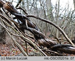 Lonicera periclymenum (wiciokrzew pomorski)