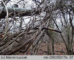 Lonicera periclymenum (wiciokrzew pomorski)