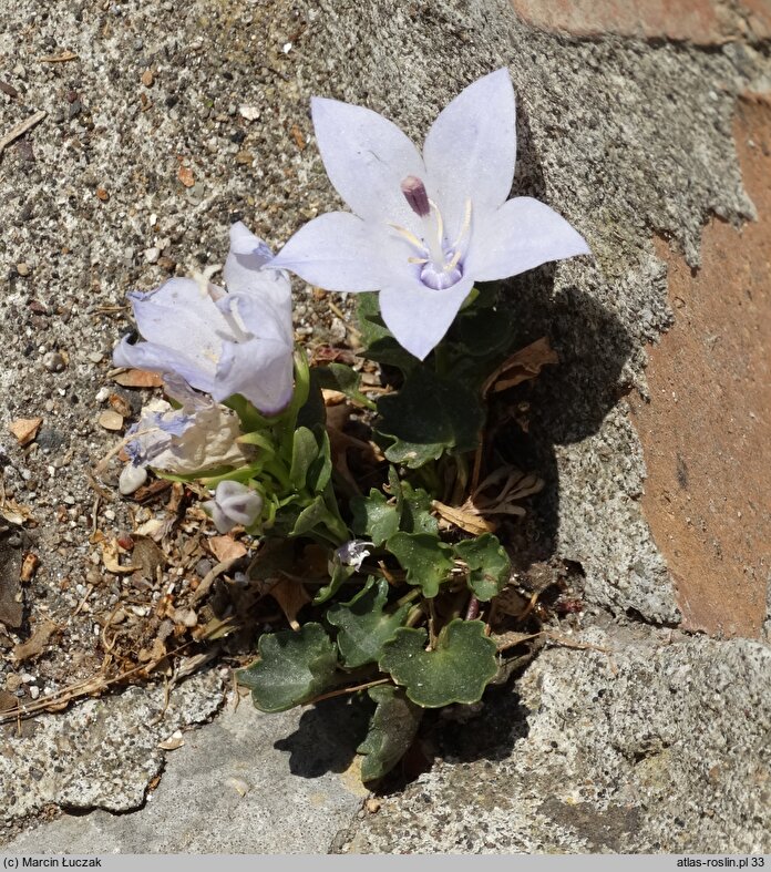 Campanula fragilis ssp. fragilis (dzwonek neapolitański)