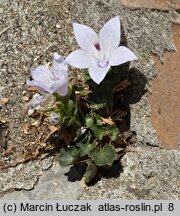 Campanula fragilis ssp. fragilis (dzwonek neapolitański)