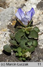 Campanula fragilis ssp. fragilis (dzwonek neapolitański)