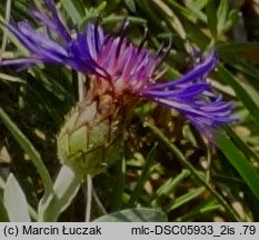 Centaurea triumfettii (chaber barwny)