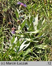 Centaurea triumfettii (chaber barwny)